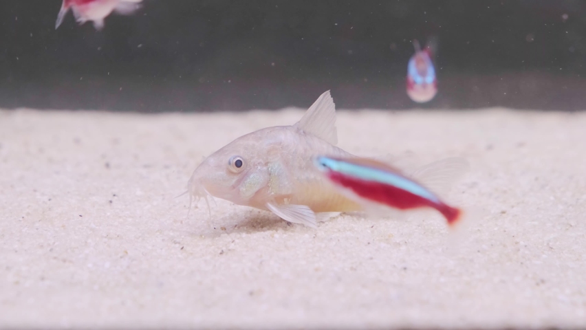 Small catfish Corydoras frontal closeup with blurred background.