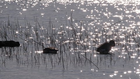 The barnacle geese (Branta leucopsis) on the background of sun glare on the water surface. Nordic nature in Finland.
