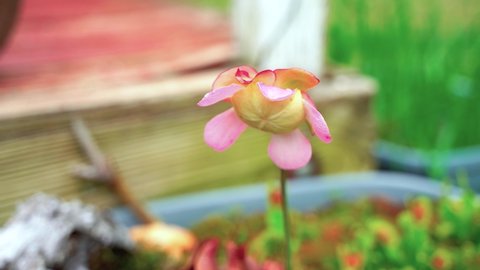 Sarracenia Purpurea blossmoed, pitcher plants
