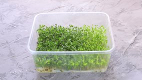 Woman's hands putting a plastic box with micro green arugula, salad, alfalfa (Lucerne). Home garden and healthy lifestyle concept, vegan. Fun way to reuse plastic box