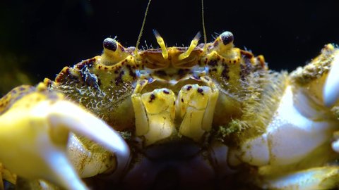 Black Sea, Invasive crab, invader Rhithropanopeus harrisii (Zuiderzee crab, dwarf crab, estuarine mud crab)