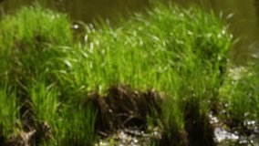 Closeup view 4k stock video footage of blurry defocused fresh wild green grass texture growing on wet shore of river. Abstract natural organic bokeh 4k video background