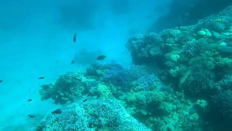 Underwater world of the Red Sea in Sharm El Sheikh, Egypt.