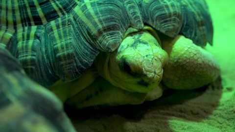 A radiated tortoise (Astrochelys radiata) very close up at night 