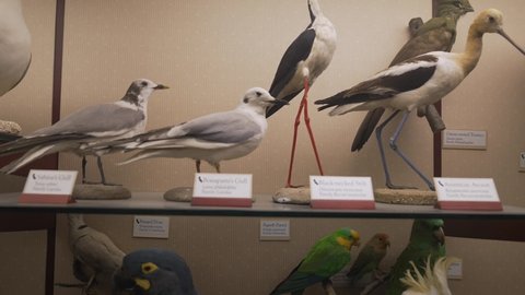 Los Angeles, CA USA - May 5 2021: This video shows taxidermy parrots, sea birds, and tropical bird specimens on display in a scientific collection.