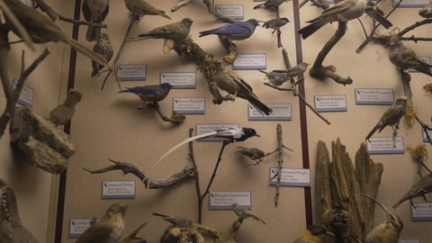 Los Angeles, CA USA - May 5 2021: This video shows a wall full of passerine taxidermy birds specimens on display.