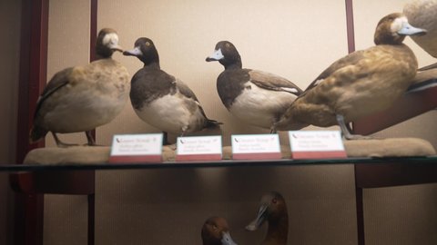 Los Angeles, CA USA - May 5 2021: This video shows an impressive vintage collection of taxidermy ducks and water fowl specimens.