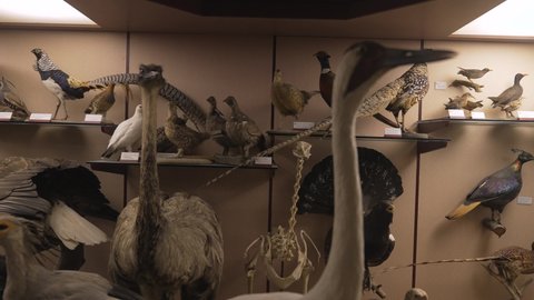 Los Angeles, CA USA - May 5 2021: This video shows a large collection of scientific taxidermy ostriches, geese, secretary birds, and more bird specimens.