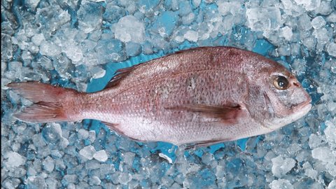 Super Slow Motion Shot of Falling Fresh Blue-Spotted Bream on Crushed Ice