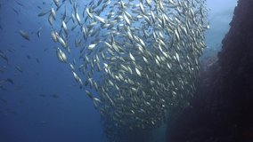 Fish sparkle like gold. A School of The yellowstripe scad (Selaroides leptolepis)  falls like a waterfall. Then they make a U-turn , create a funnel shape and float back.  - Powered by Shutterstock - Get 15% off with code: PIKWIZARD15
