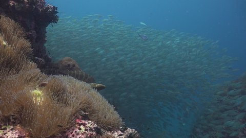 In the foreground is a coral grouper. It hangs motionless. In the background a huge school of The yellowstripe scad (Selaroides leptolepis)