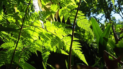 Underside of fern leaf with sunlight