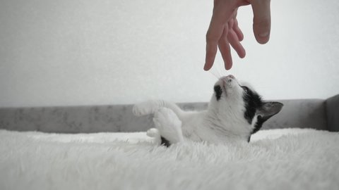 Playful Pets kitticat Sunshine Cama