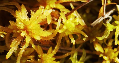 A close-up of a Sphagnum moss in a bog or fen