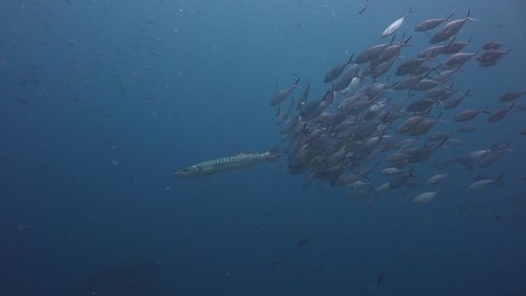 Long shot. Group of Bigeye trevally ( Caranx sexfasciatus) swarms around the great barracuda 