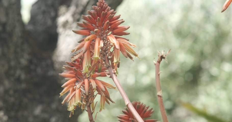 Near Cinque Terre, Liguria, Italy. Aloe Vera flowers move with the wind in a garden on the Italian coast. In Liguria, succulents are born on the hills overlooking the sea and produce beautiful blooms.