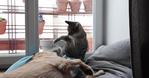 Cat and dog  lifestyle. The cat is playing with the dog, Terrier dog and tabby cat  are playing in home. Funny video. cat and dog