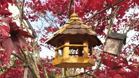 Reverse Shot of Bird House Hanging In Red Maple Tree, Leaves Blowing In Wind