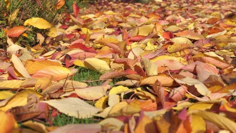 Pan Shot Of Red and Yellow Autumn Leaves On The Ground