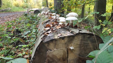 Stabilized Gimbal Shot Of White Mushrooms Growing On A Decomposing Log