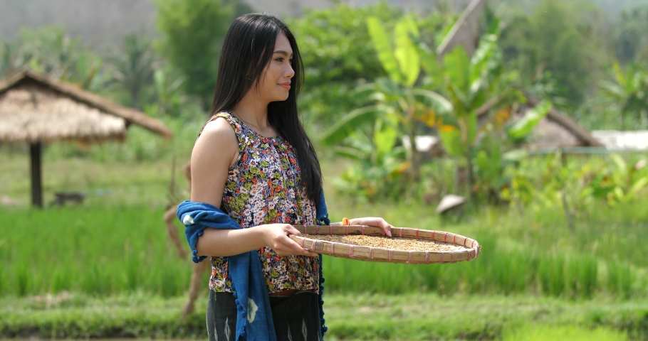 Asian Girl Smiling With Rice Threshing In Old Style Of Thailand Traditional