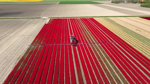 Tulips in red and pink growing in a field with an agricultural crops sprayer in the field during a spring day. Drone point of view from above. 