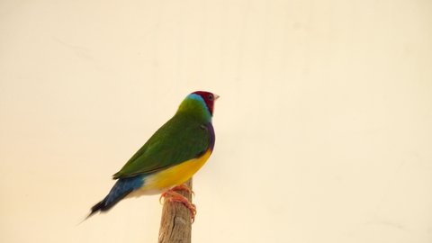 Beautiful Gouldian finch. New feathers bird, Red face, purple breast full body green colorful finches 7 color, A bird on a branch, on white background. 4K
