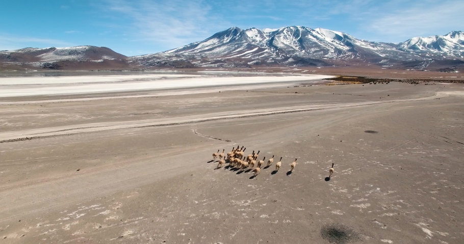 Aerial View Of Vicuna Herd Running Across Vast Alpine Desert Flats In Uyuni, Bolivia