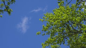 4k stock video footage of green young spring leaves isolated against clear sunny morning blue sky background