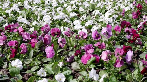 In the flowerbed, beautiful flowers move from the wind. Pansies