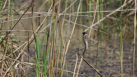 Common reed bunting (Emberiza schoeniclus) male bird on reeds 