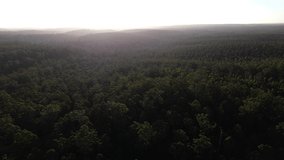 Aerial panorama high above dense forest bush outback tree tops sunset, Australia
