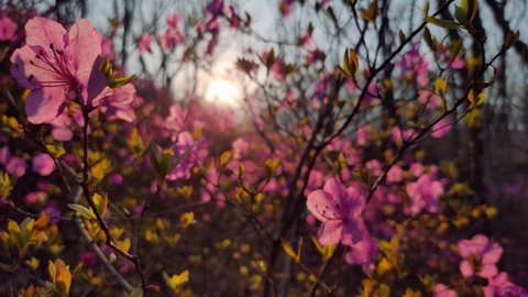 Close-up amazing first spring flowers flowering bushes plants wild rosemary rhododendron bagun wild azalea at orange cinematic sunset, sun rays shine through branches. Altai Far East best nature film