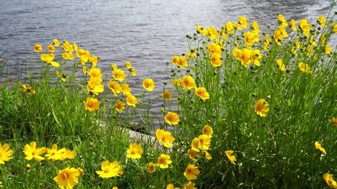 Lance-leaved coreopsis blooming by the river