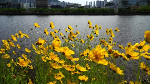 Lance-leaved coreopsis  blooming by the river