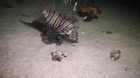 The lion fish eats another fish. The lion fish greedily pounces on its prey. Video of night hunting of predators.