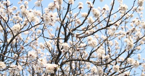Lush flowering apricot against the blue sky. White blossoming tree. Spring natural background