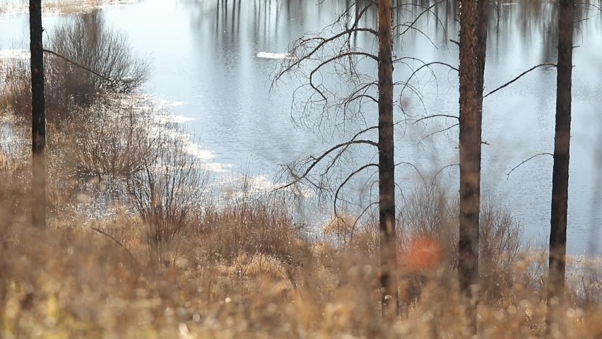 Forest taiga lake among trees and bushes on a sunny day with reflections on the water. Spring time.