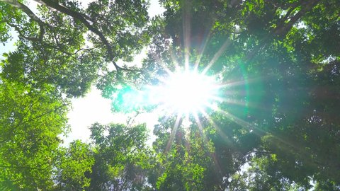 Professional Video 4k. 3840x2160p. 25.00fps. Nature video A big tree in a fertile forest And the sunlight shines through the leaves beautifully In the summer. Nature and travel concept.