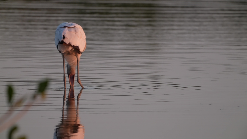Wood Storks (Mycteria Americana) are endangered and the largest birds of Northern America. Sunset in a south Florida mangrove saltwater estuary at low tide as stork feeds. one half natural speed.