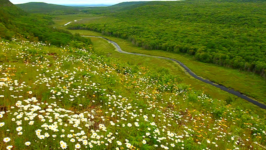 Prairie flowers overlooking the Big Carp River Valley in Porcupine Mountains Wilderness State Park