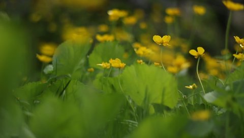 Celandine sways in the wind. Celandine yellow flowers and green leaves. Natural background of celandine flowers.