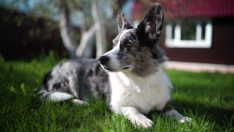 Cute blue merle welsh corgi sitting on green grass in the yard and looks around. Footage of a dog resting on the territory of a house in 4K