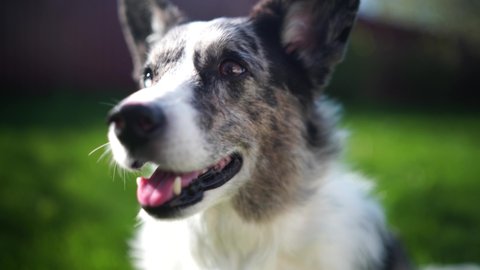 A very close portrait of сute blue merle welsh corgi. The dog sits on a green lawn and enjoys summer. Footage of a dog looking at the camera in 4K