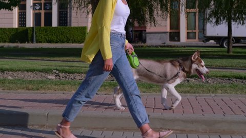young woman is walking dog in city at morning, female owner is keeping husky dog on leash and strolling on empty street at sunny weekend day