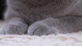 Two Large Gray Furry, Powerful, Paws of a Sleeping British Domestic Cat. Close-up of a body part of a sleeping animal. Thoroughbred Scottish cat. Pet. 4K.