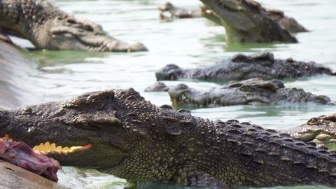 Crocodiles eat meat on a crocodile farm