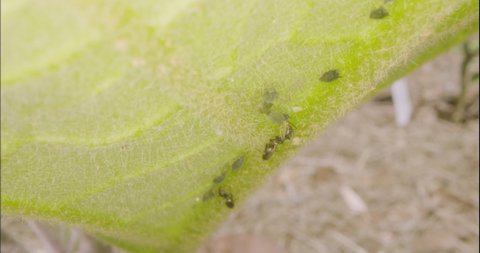 Farmer ants tending to their livestock animals, black fly aphids on the under side of a nightshade plant leaf are coaxed into excreting sweet honeydew that the ants rely on as an important food source