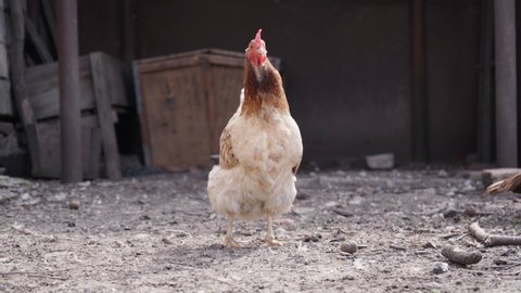 Redhead Chicken Walks  in Yard Countryside. Domestic Ducks and Chickens on Barnyard. Animal Farm. 4k footage
