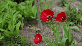 Beautiful spring colorful video footage macro close-up. Three red dissolved tulip flowers sway in the wind in a flower bed among young green plants.